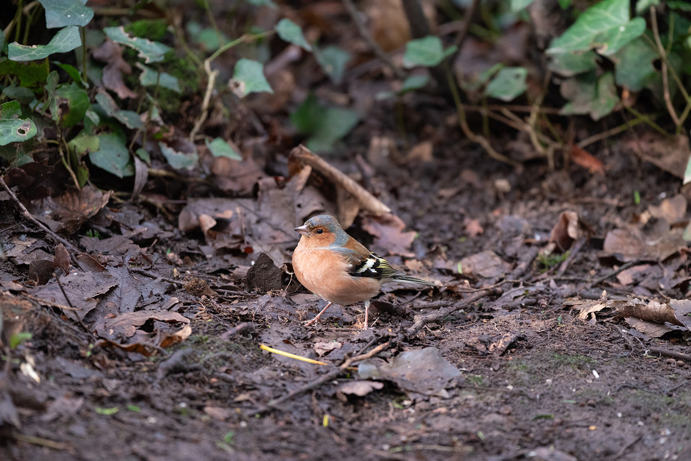 Sample 08 Chaffinch AF-S 200-500mm f/5.6E VR @500mm with Nikon Z5. Camera settings: 1/320 sec. f/5.6. ISO 3200