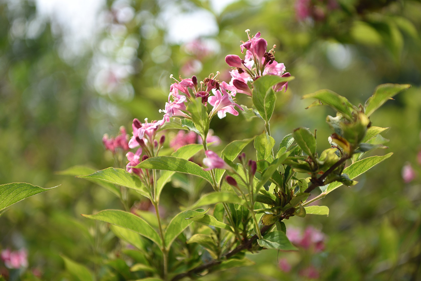 Sample 04 Weigela Florida with rounded bokeh highlights AF-S Nikkor 24-70mm f/2.8E ED VR at 70mm. Camera settings: 1/500 sec. f/3.2 ISO 220