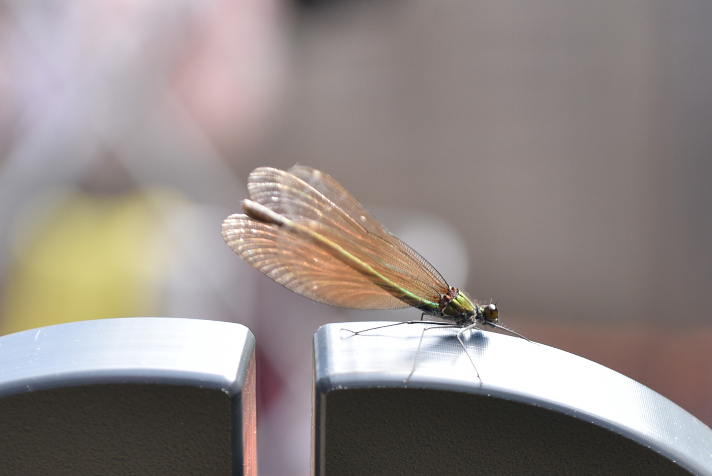 Sample 07 fine detail and natural colour show the D750 is capable of close-up photography. at 70mm. Camera settings: 1/200 sec. f/4. ISO 400