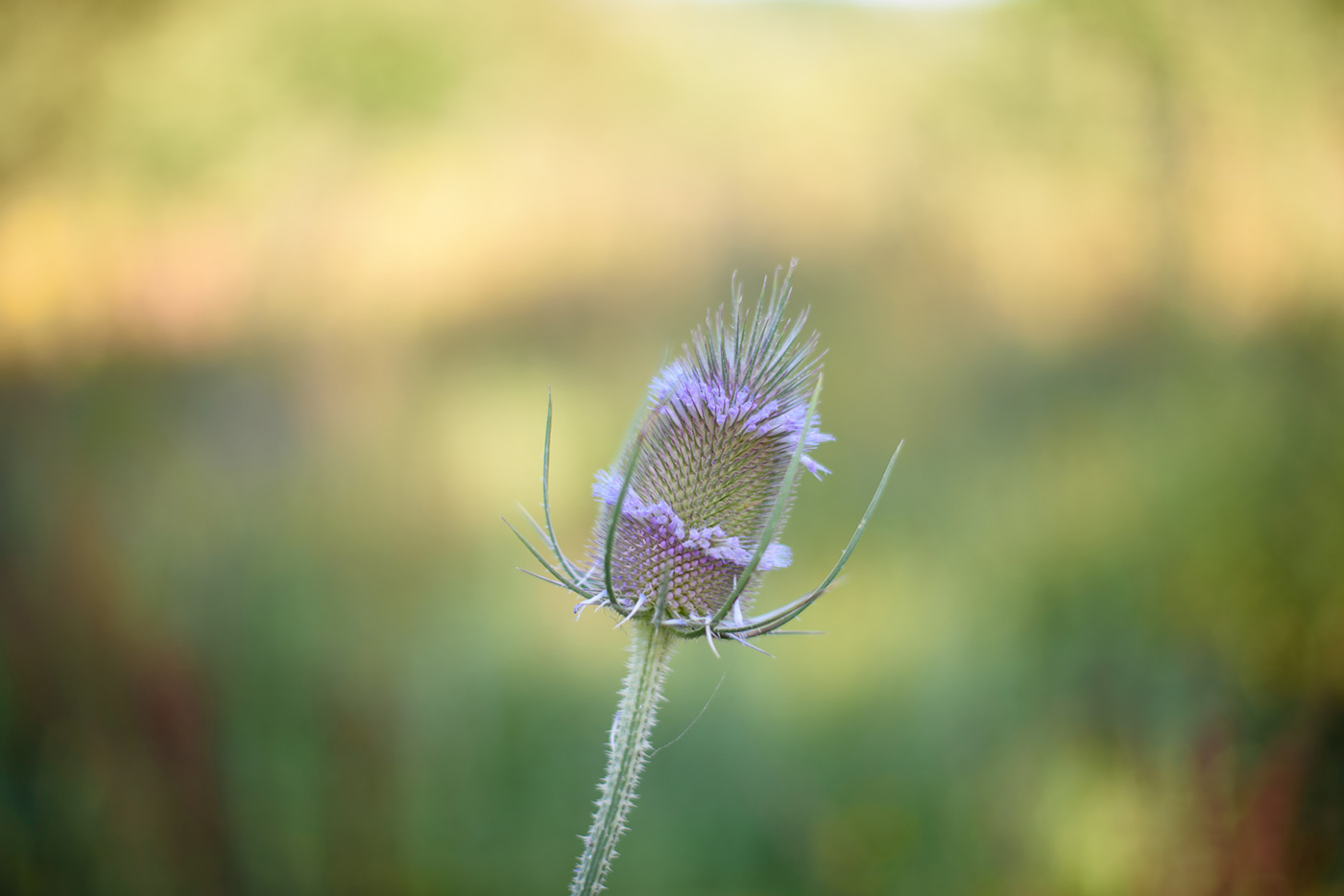 Sample 02 Common teasel with soft background blur. Camera settings: 1/640 sec. f/1.6. ISO 100