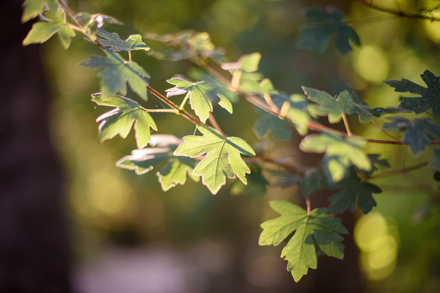 Sample 03 Lateral chromatic aberration is visible along high-contrast edges in challenging backlight. Camera settings: 1/200 sec. f/1.4. ISO 250