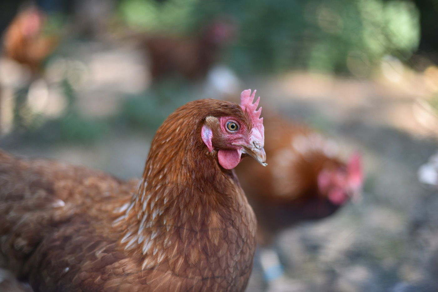 Sample 05 Chicken with soft background blur. Camera settings: 1/2500 sec. f/1.4. ISO 360