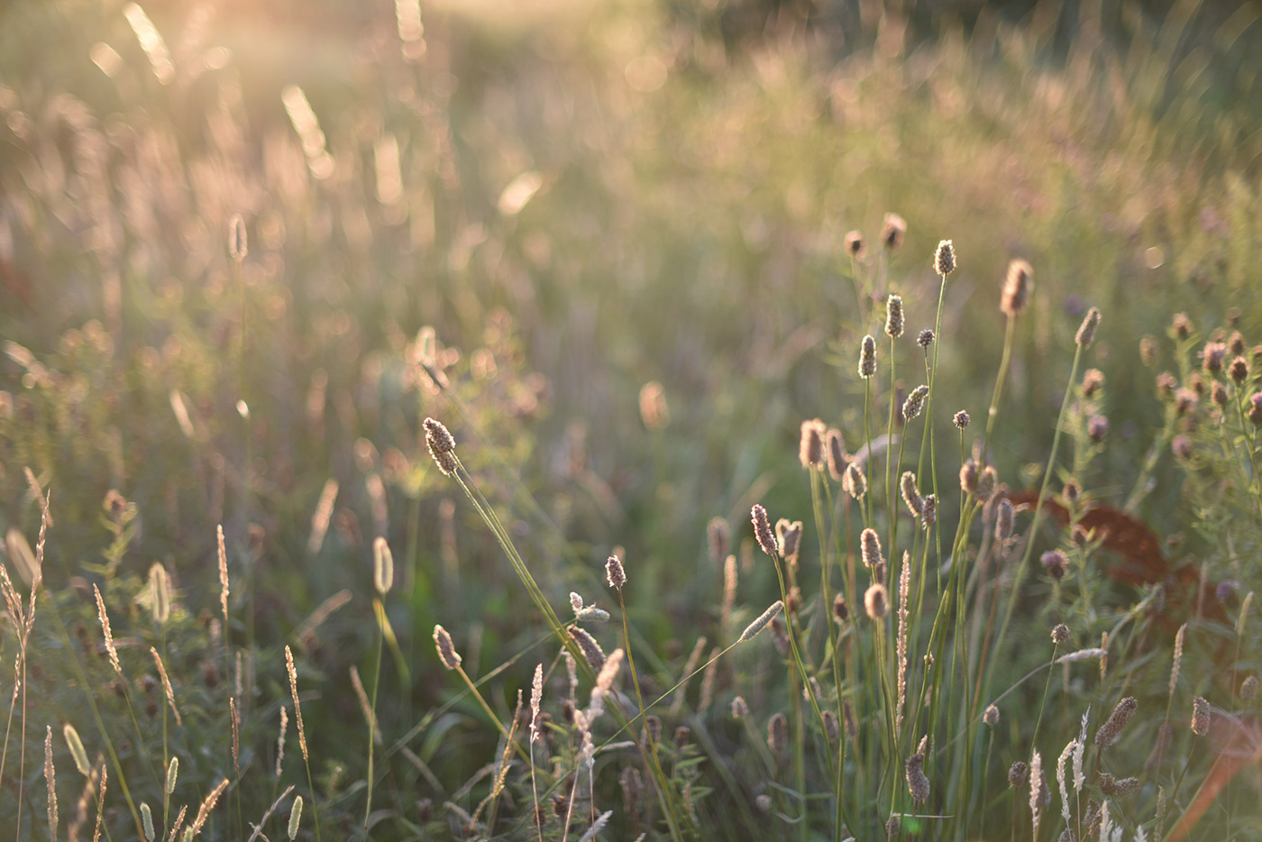 Sample 08 Morning light on grasses. Camera settings: 1/800 sec. f/1.4. ISO 125