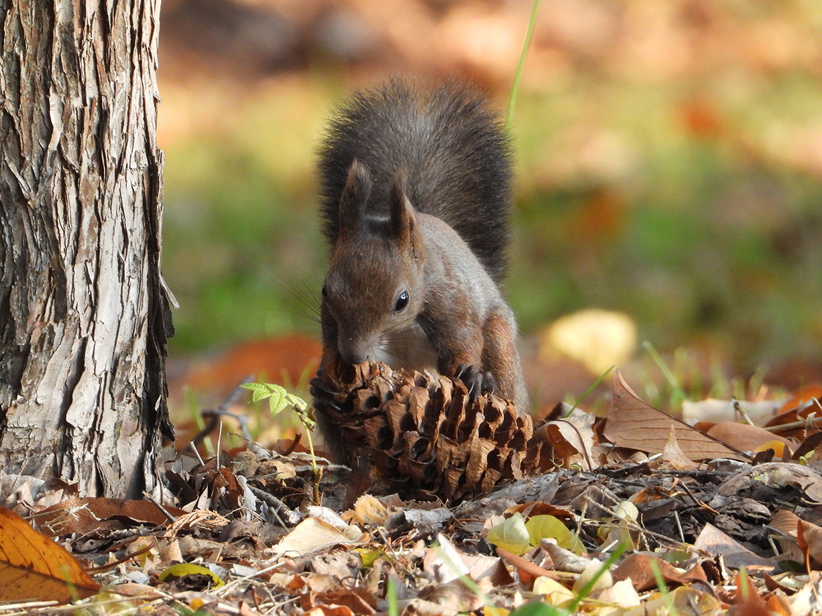 Sample Squirrel Nikon Coolpix 1100 @306mm. Camera settings 1/160 sec. f/8. ISO 800