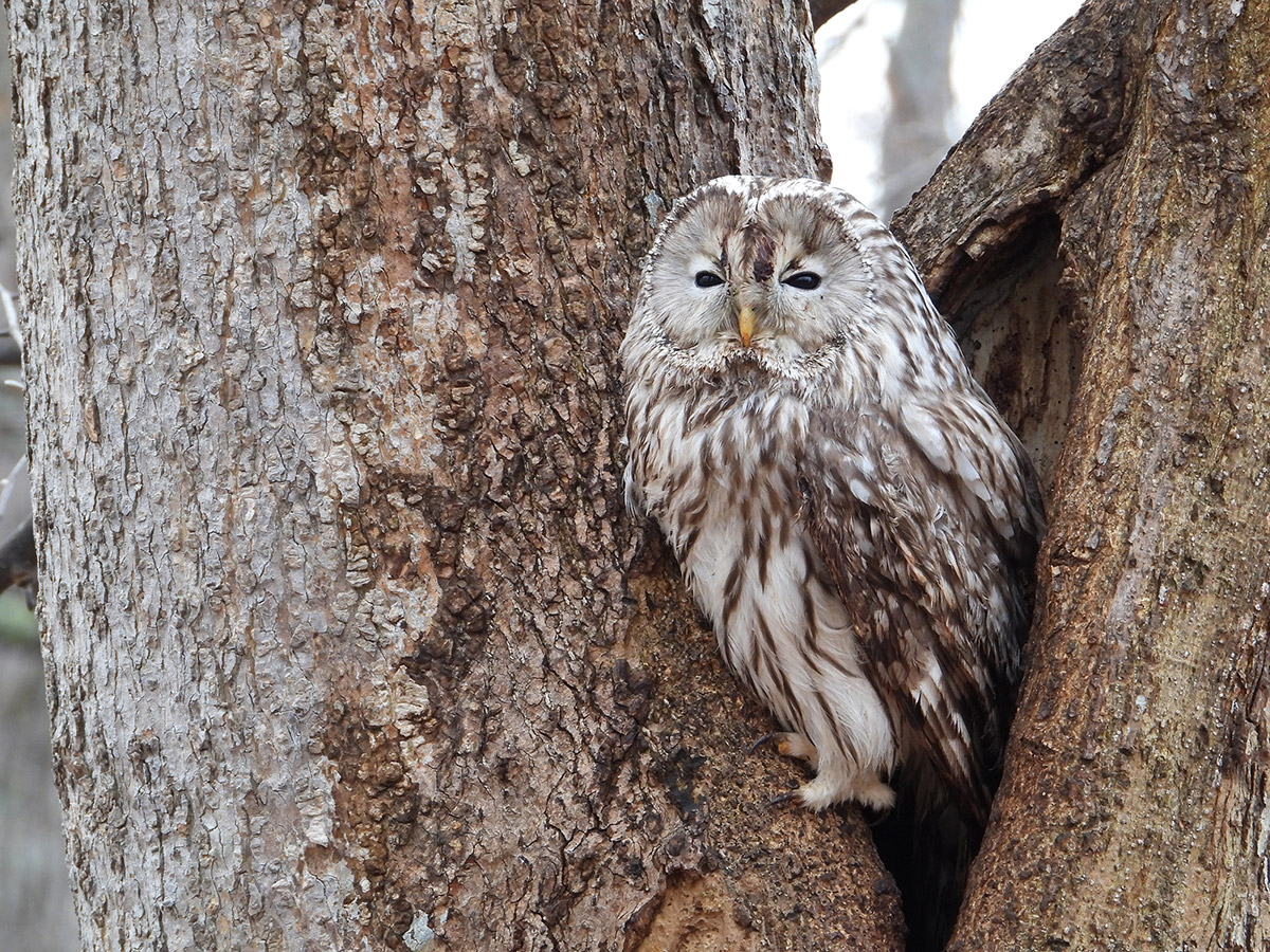 Sample owl image Nikon Coolpix 1100 @108mm. Camera settings 1/50 sec. f/5. ISO 400