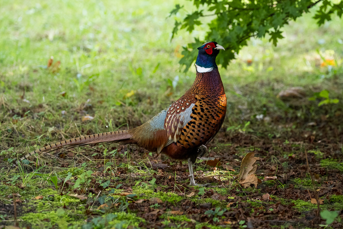 Image of a pheasant with rich colour and detail from Nikon Z 100-400mm f/4.5-5.6 VR S Review