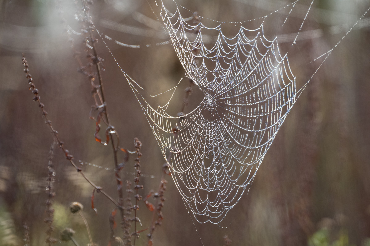 Spider web with intricate details captures on the 100-400mm Z lens
