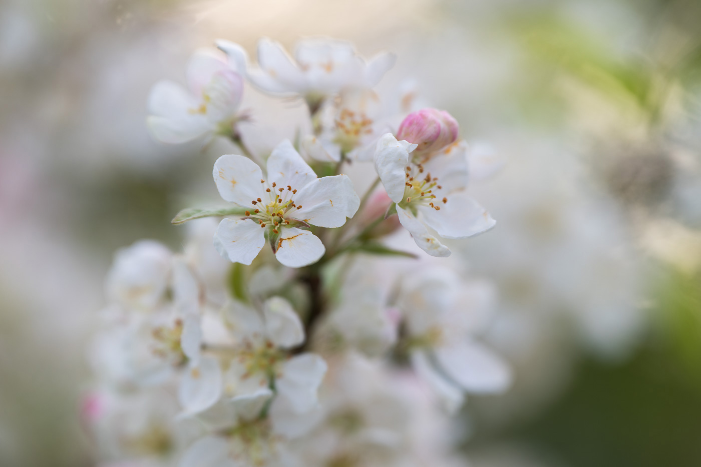 Spring blossoms captured with versatile zoom lens for Nikon Z