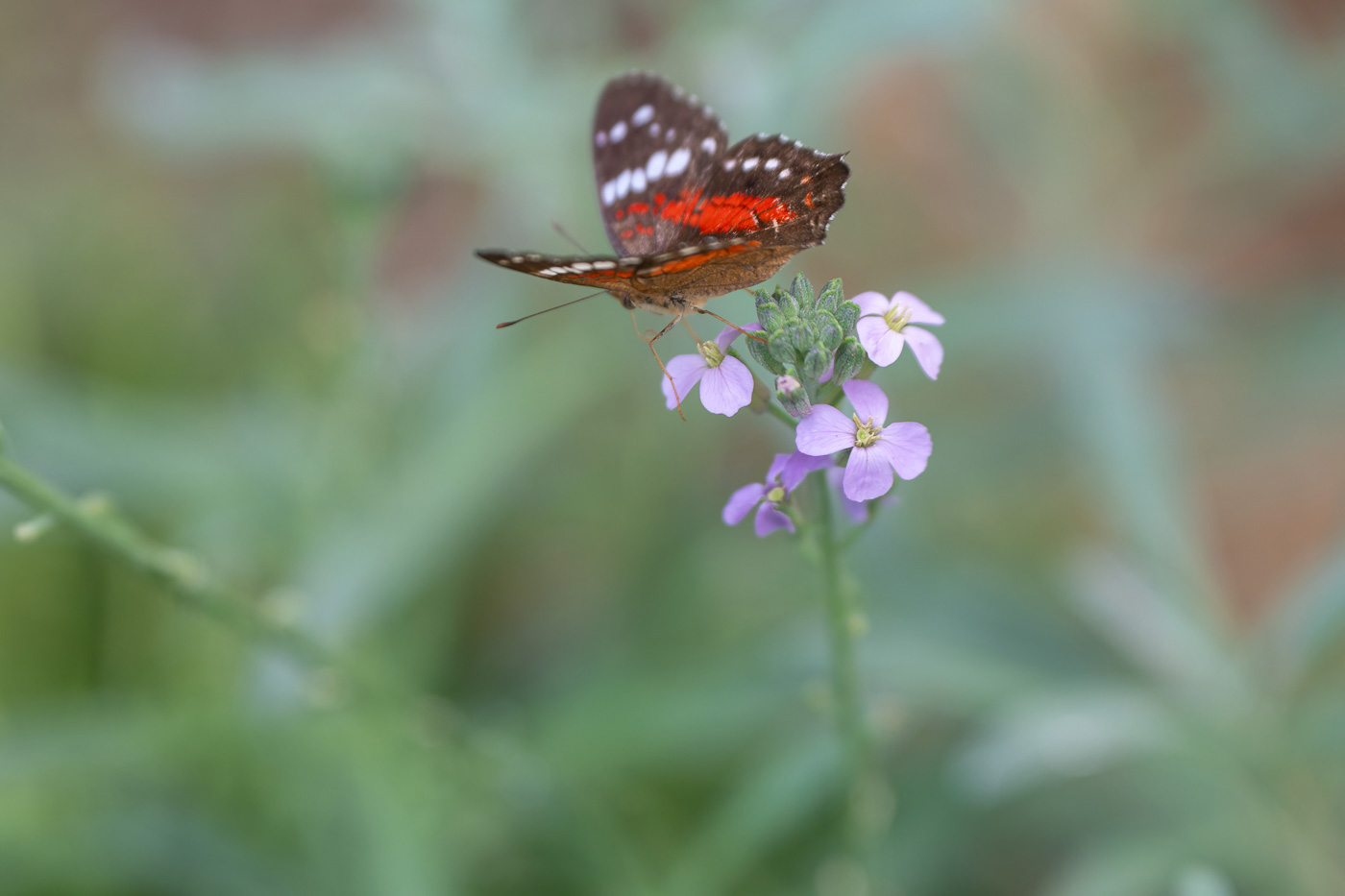 Sample image of a butterfly cpatured with the Nikon Z 70-180mm lens