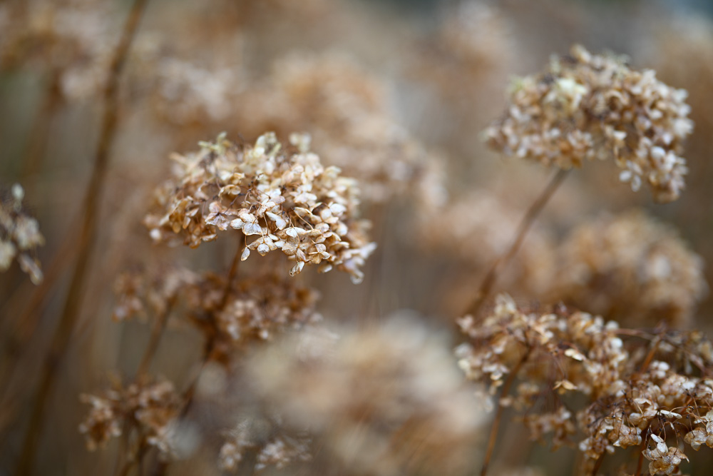 Close-up plants with shallow depth of field