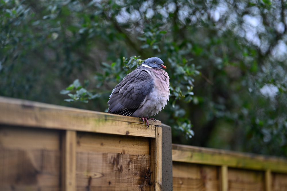 A very cold, wet wood pigeon at 85mm