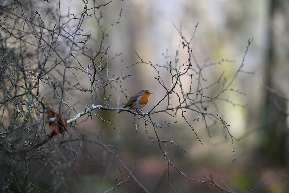 Sample image of robin captured at f/1.2 with stunning depth of field