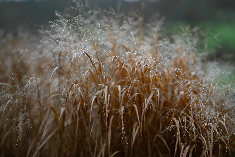 Pampass grass in the rain sample Nikon Zf camera
