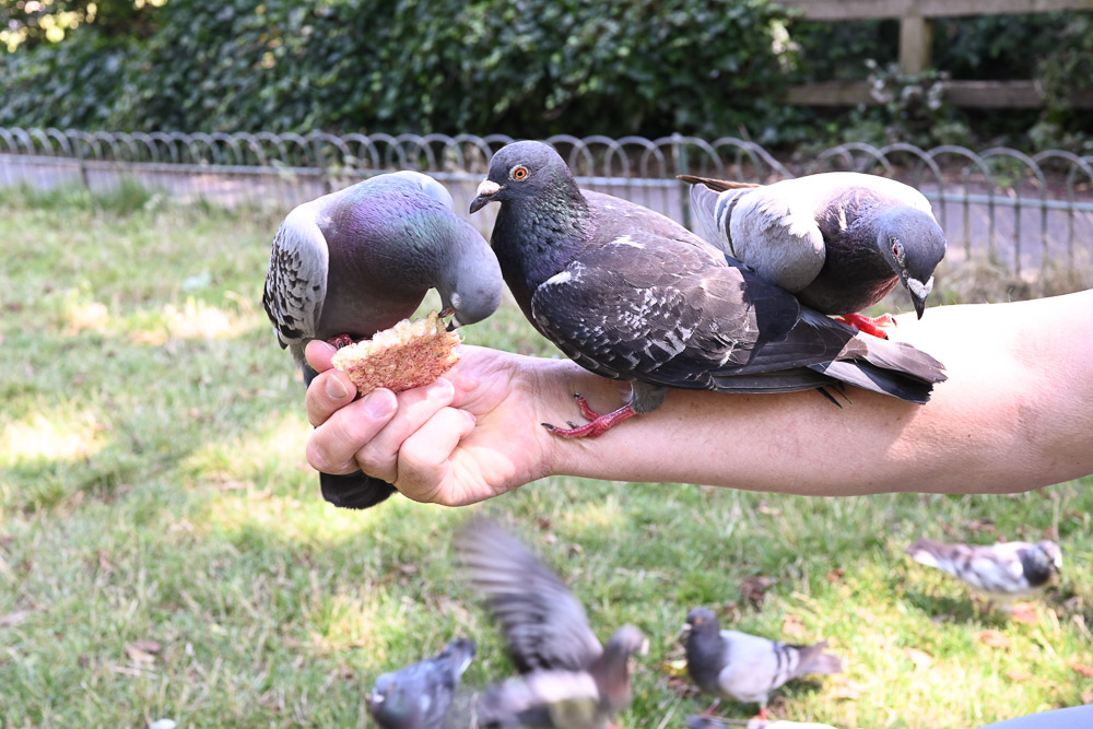 Pigeon paradise. Camera settings: 1/50 sec. f/5. ISO 280