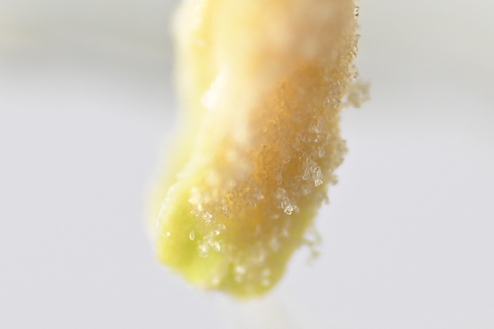 100 percent crop of previous image