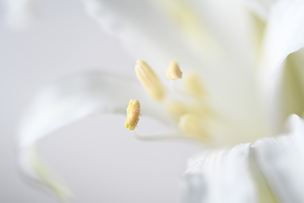 Nikon Z7 II with Nikkor Z MC 105mm f/2.8 VR S macro