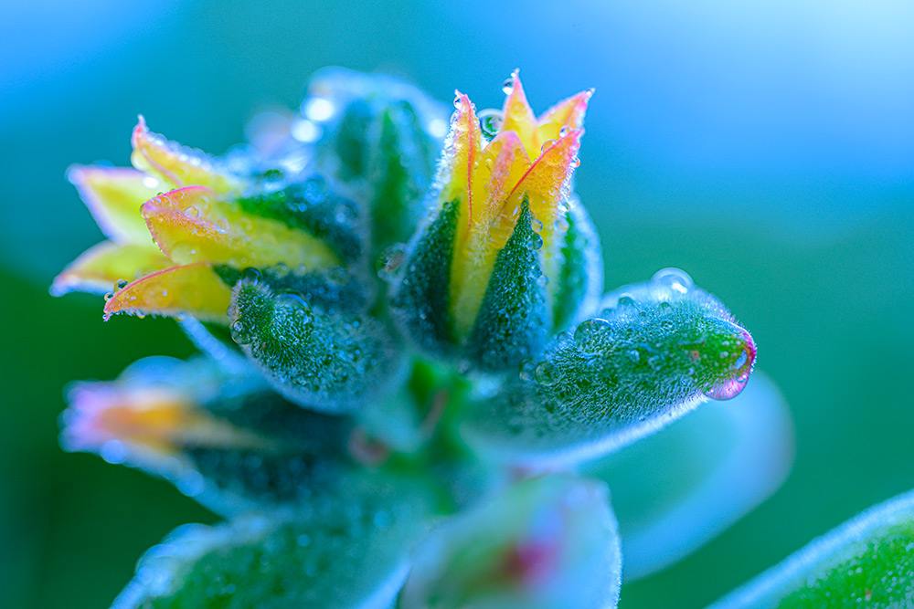 Nikon Z Mirrorless Macro Lenses In Depth Blog Park Cameras