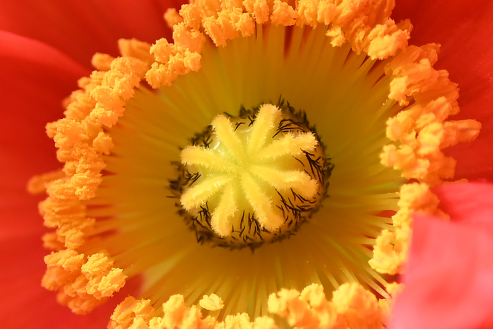 No complaints about rendering from the Nikkor Nikkor Z MC 50mm f/2.8