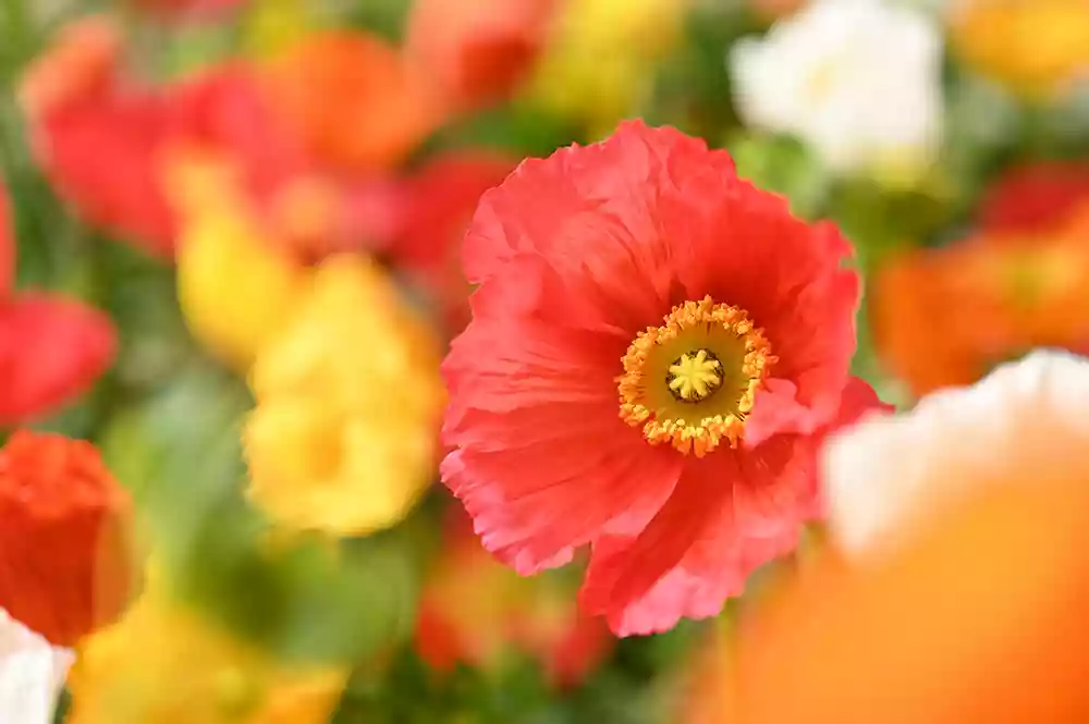 Gorgeous macro of poppies with Nikkor Z MC 50mm f/2.8