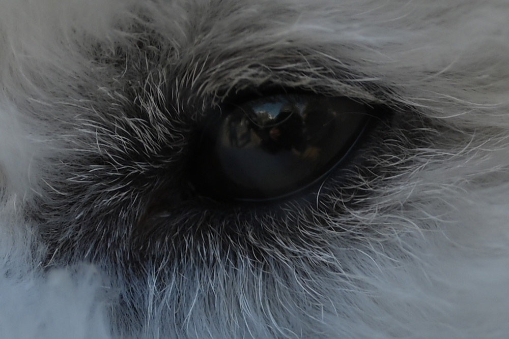 Look at the details with each hair showing