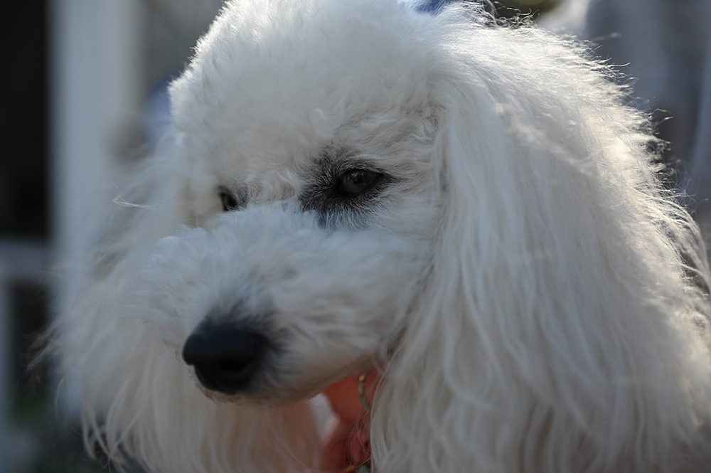 Nikon Z6 II dog portrait with Nikkor Z MC 50mm