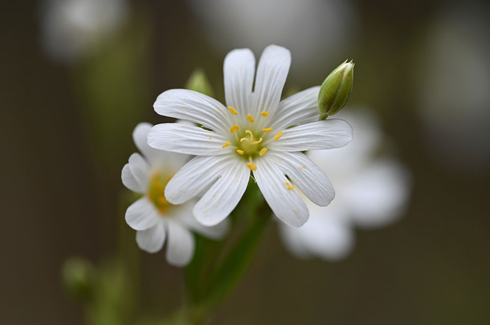 White wildflowers. Camera settings 1/160th sec. f/5. ISO 200