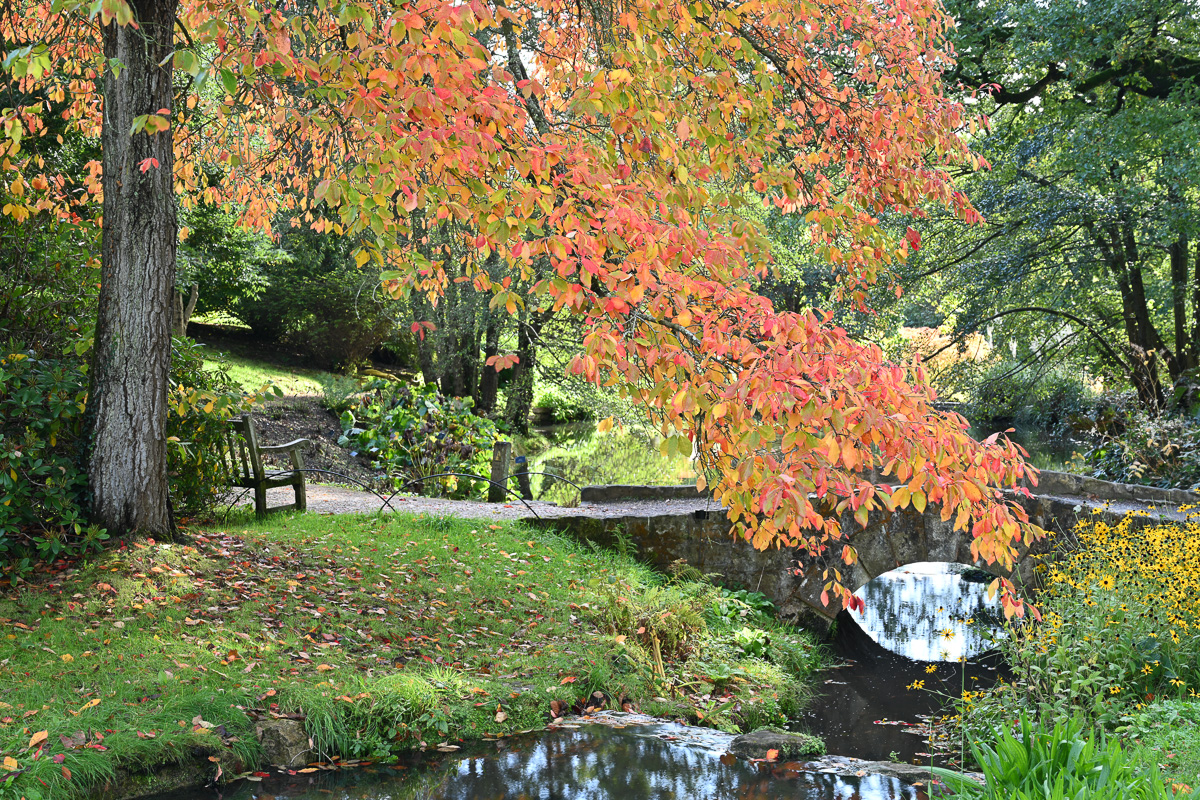 Capturing autumn colours with Nikon Z7 II which has an excellent sensor