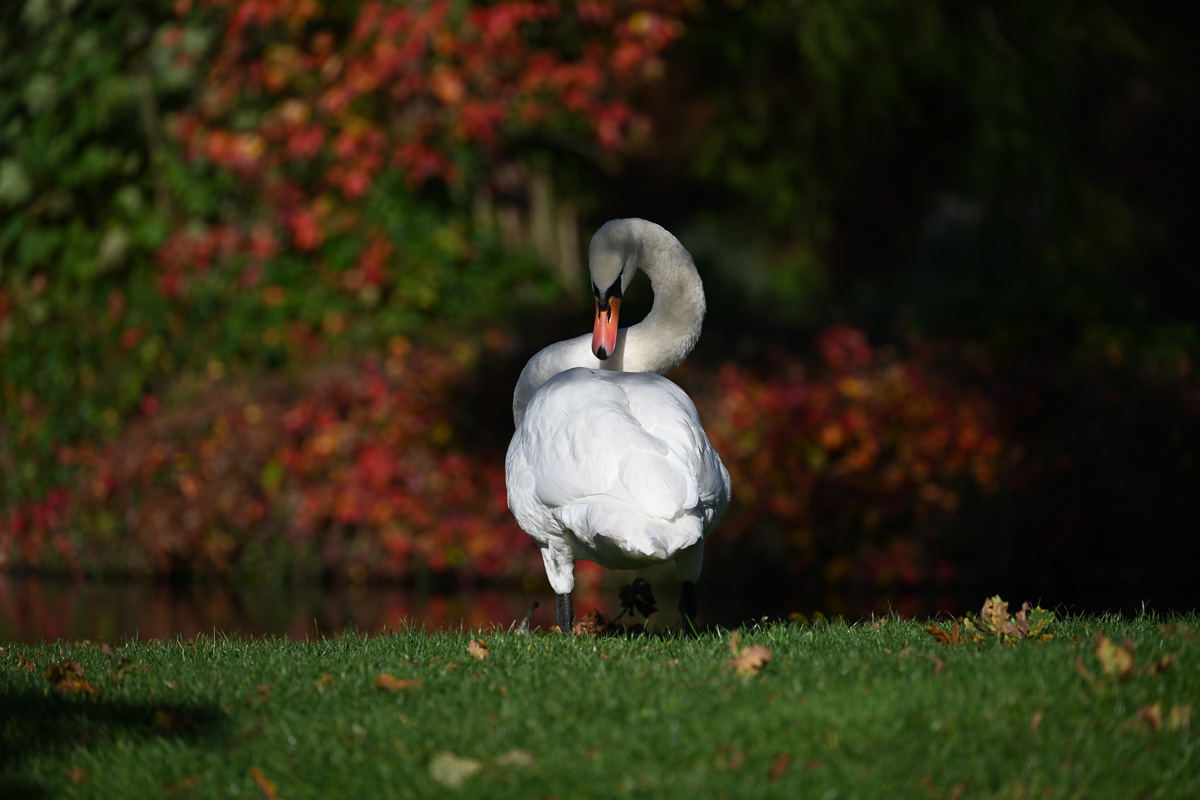 Swan posing for the Nikon camera with wide lens