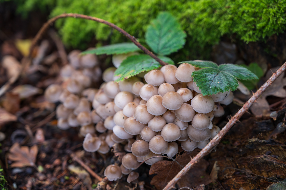Close-up shots of funghi in the forest