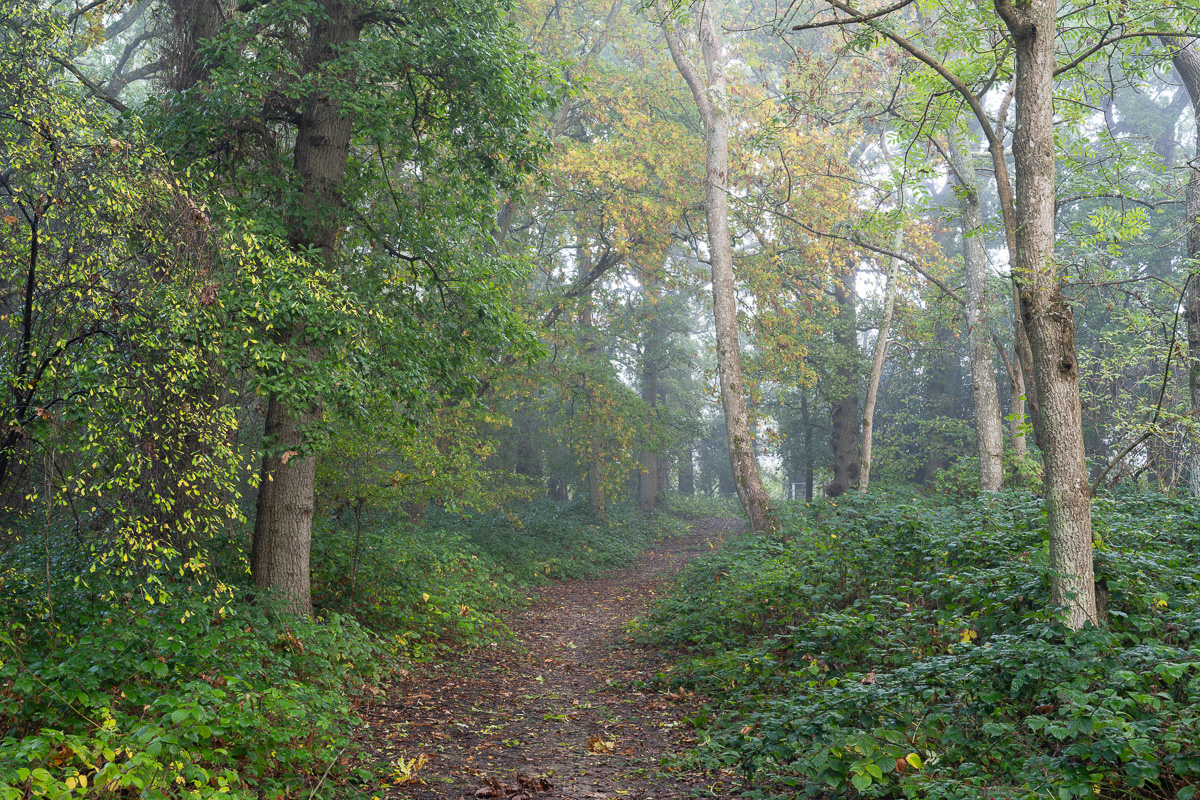Sample landscape image in forest with Nikon Z7 II camera