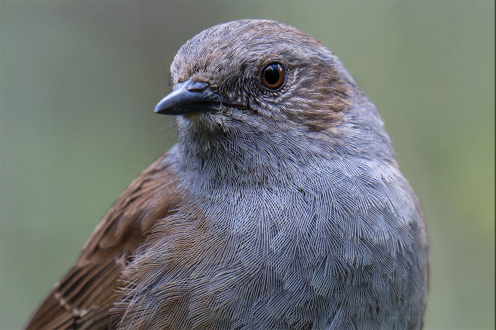 100% crop of the Dunnock bird image showing incredible detail from the 45MP sensor