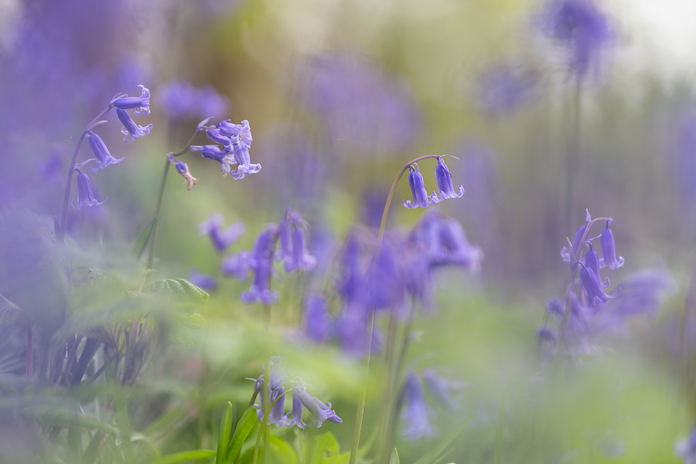 Bluebells captured at 180mm (no crop). Camera settings 1/320 sec. f/2.8. ISO 560
