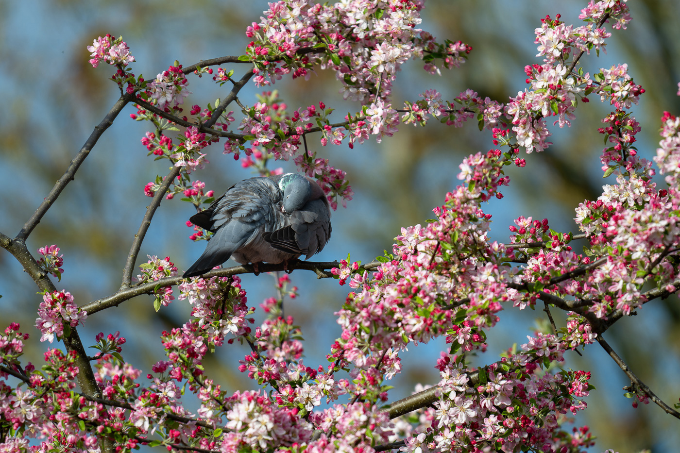Wood pigeon in blossom captured with Z 180-600mm f/5.6-6.3 VR at 600mm. Camera settings 1/2000 sec. f/6.3 ISO 500