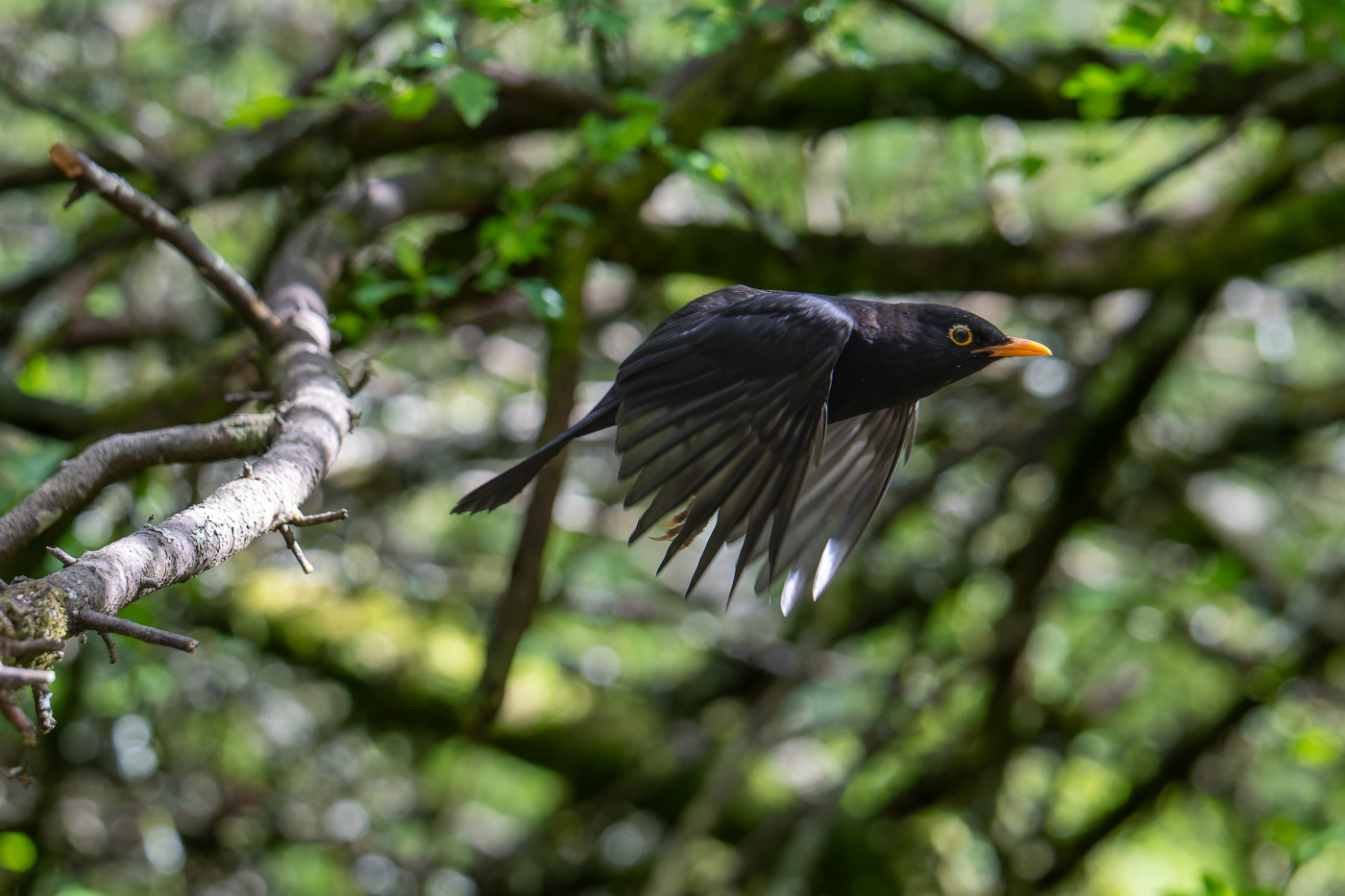 Blackbird in flight with  the Nikon Z8 bird AF going well