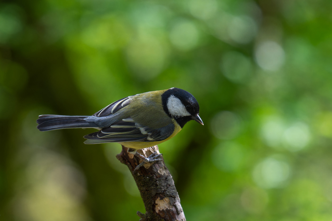 Great tit bird at ISO 3,600 no problem!