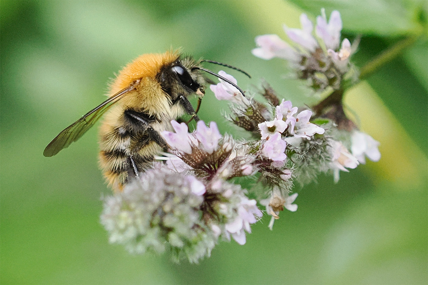 100% crop from previous image to show detail