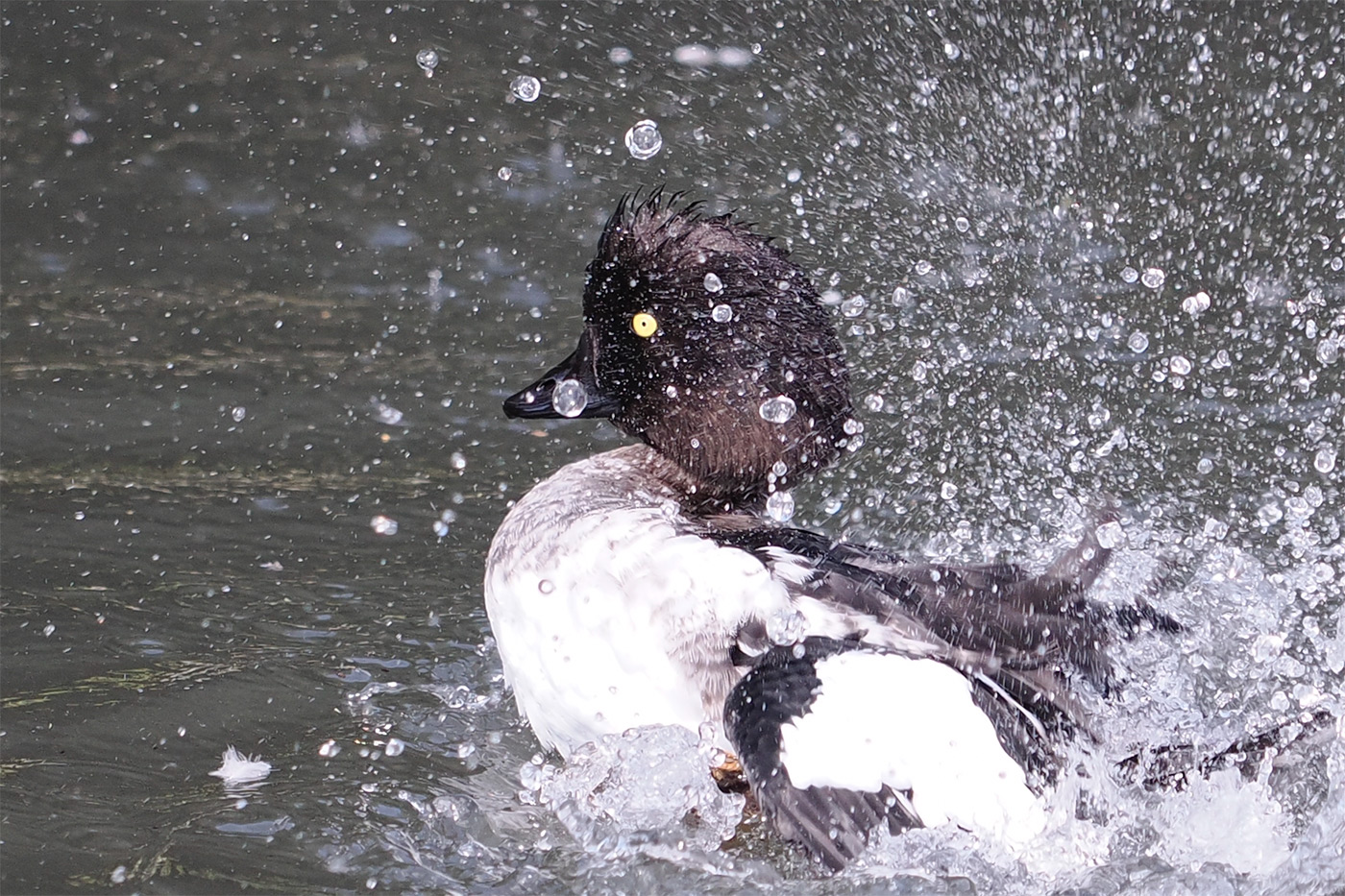 Another 100% crop to show detail