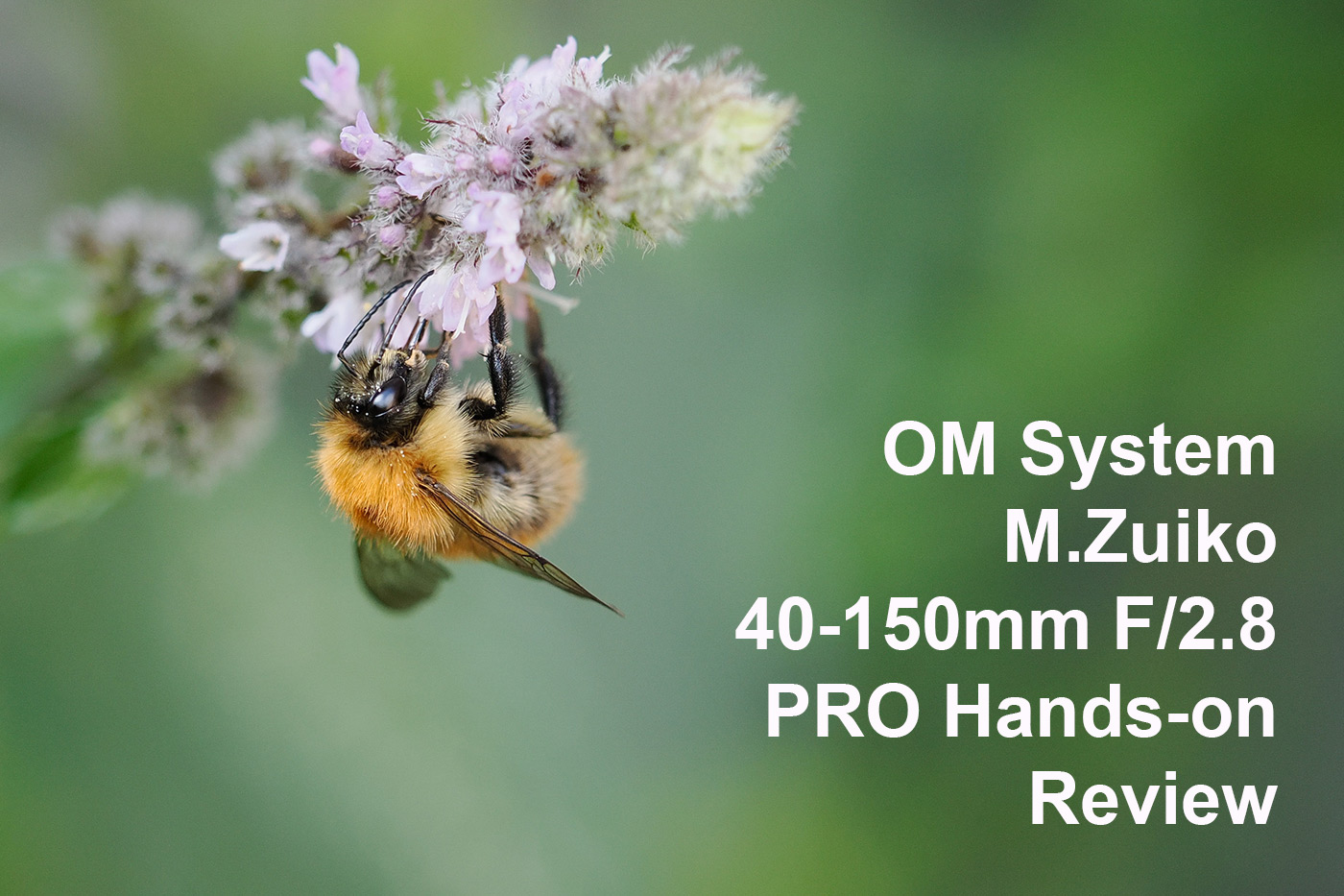 OM System M.Zuiko 40-150mm f/2.8 PRO Review