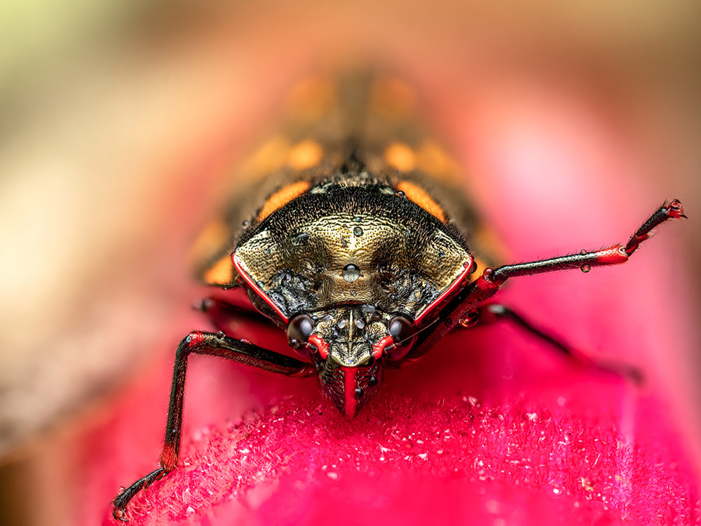 Sample macro insect image Camera settings: 1/100sec. f/6.3. ISO 200