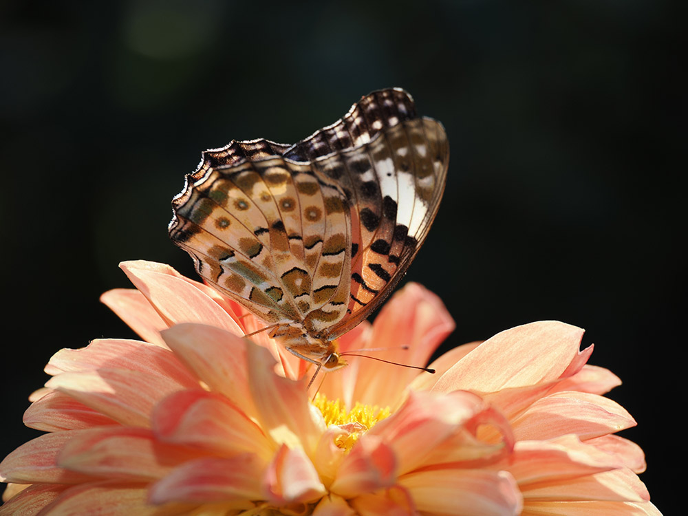 Beautiful image quality shown in butterfly sample photo