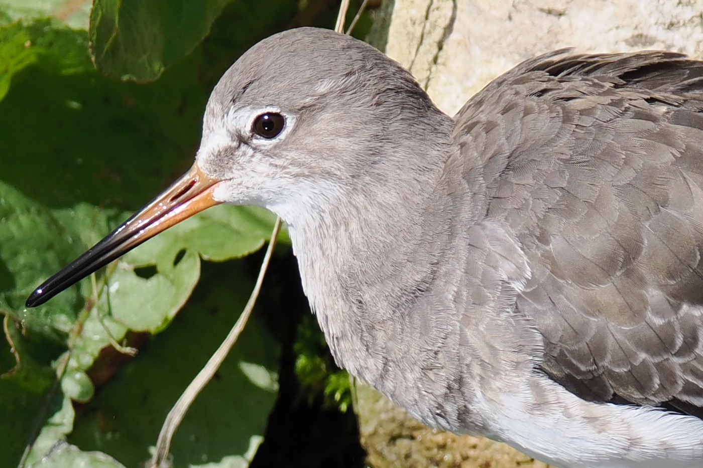 100% crop from previous image to show detail