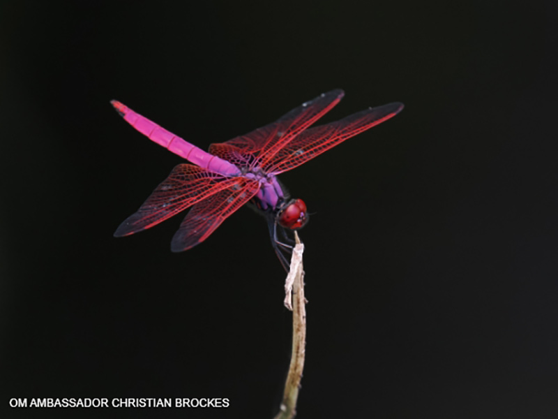High buffering was needed to capture this dragonfly image