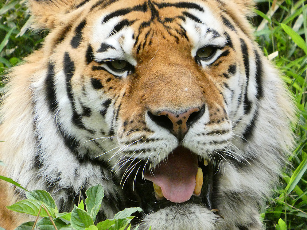 Sample Tiger at 215mm (1200mm). Camera settings 1/320 sec. f/5.9. ISO 800