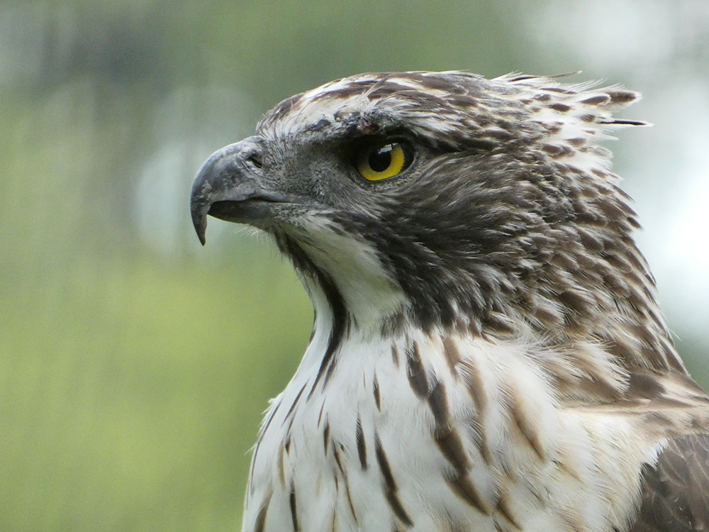 Sample bird of prey at 215mm (1200mm). Camera settings 1/500 sec. f/6.3. ISO 800