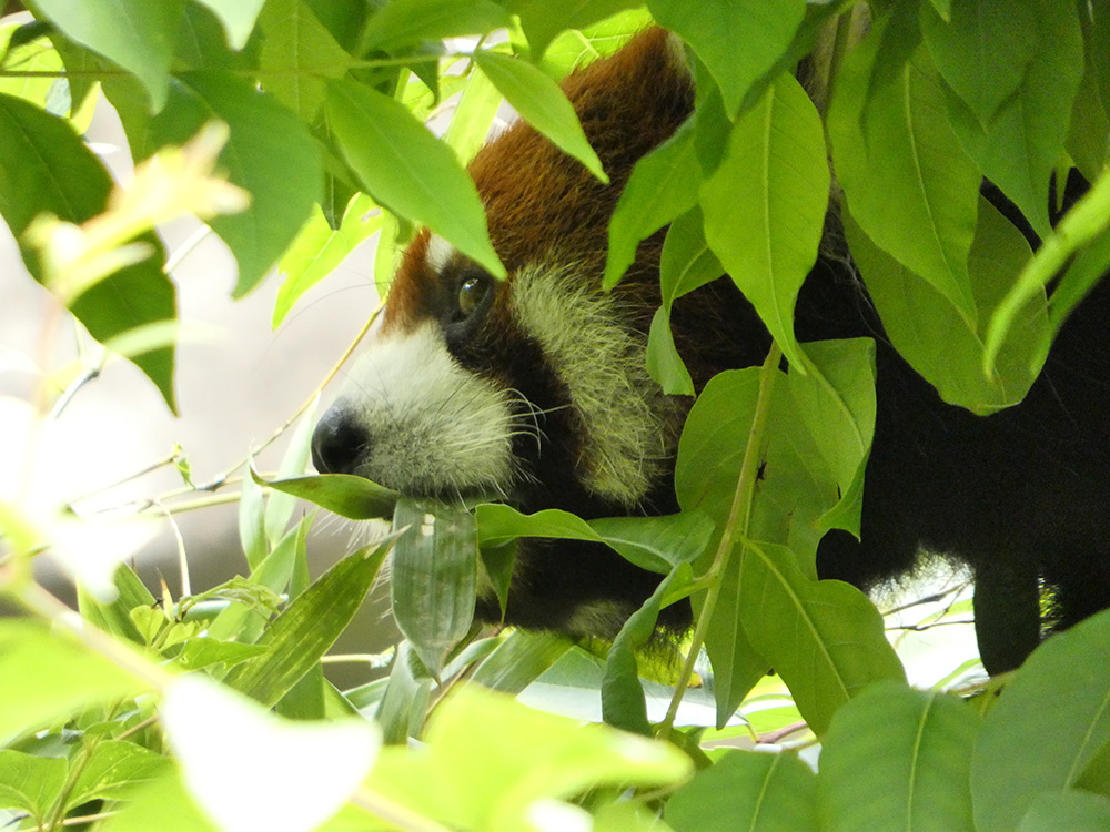 Sample panda in zoo at 215mm (1200mm). Camera settings 1/160 sec. f/5.9. ISO 800