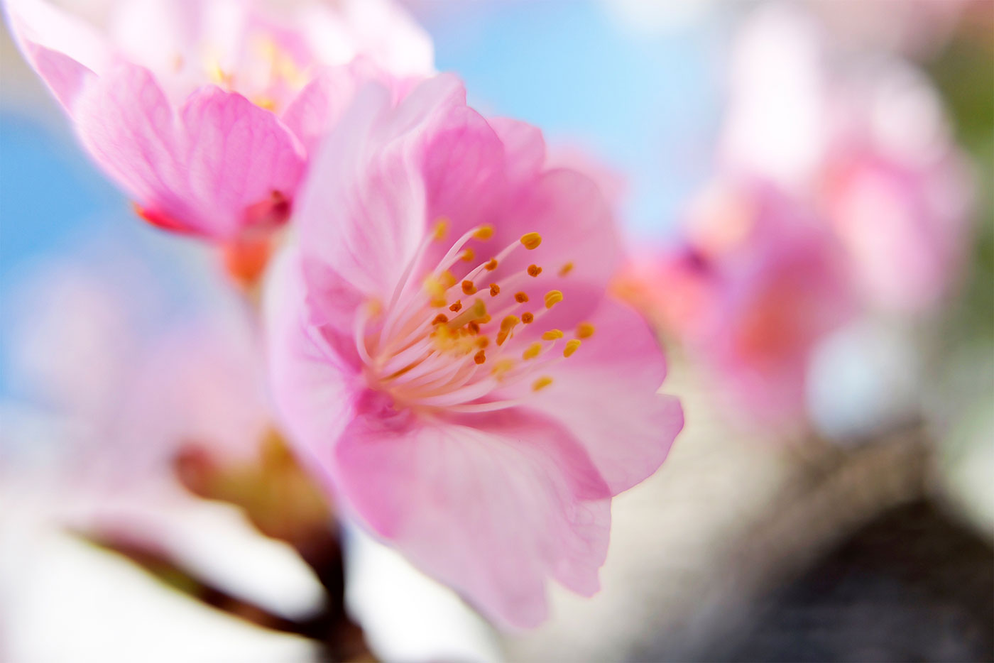 Sample image by Yoshinori Mizutani