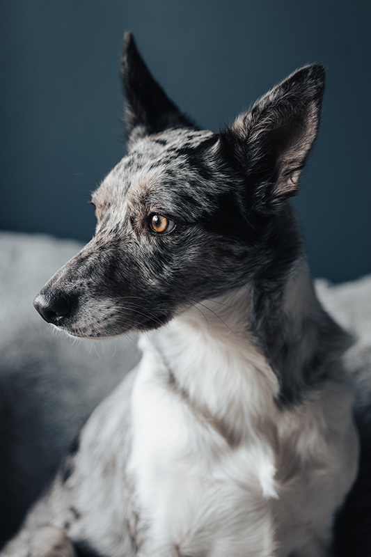 Its a great focal length for pet portraits