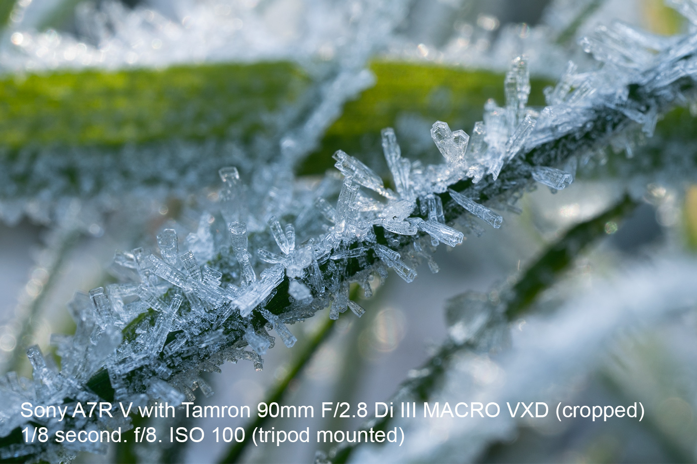 Close-up of frosty blade of grass