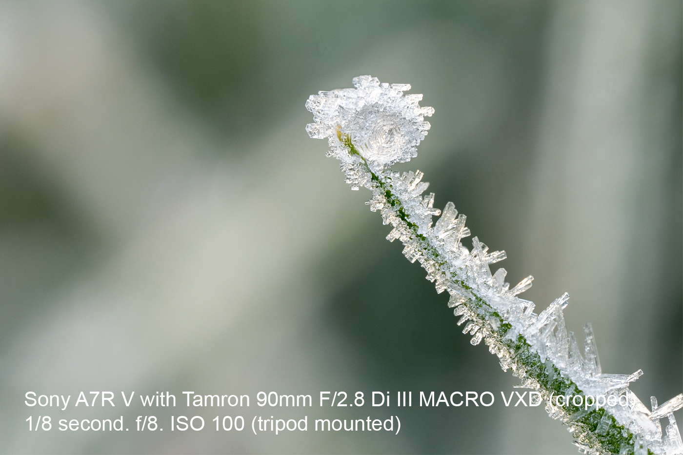 MAcro image of icy droplet on grass by Nick Dautlich