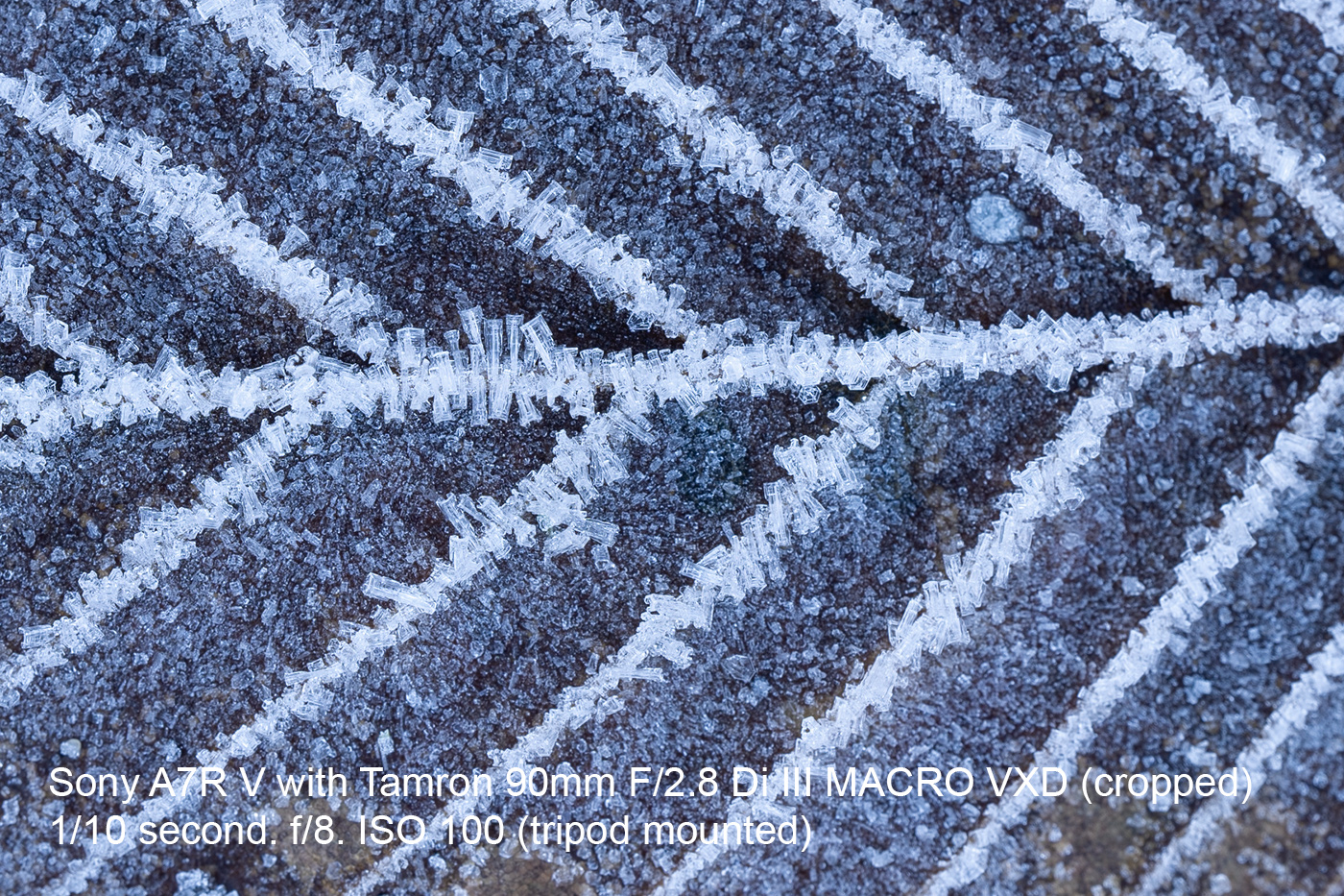 Frosty patterns on a leaf macro abstract